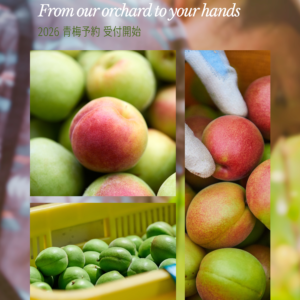 2026年 青梅予約受付スタート