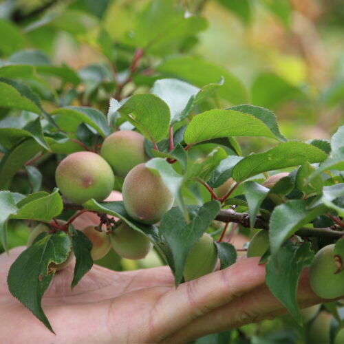 新登場！姫南高(ひめなんこう)