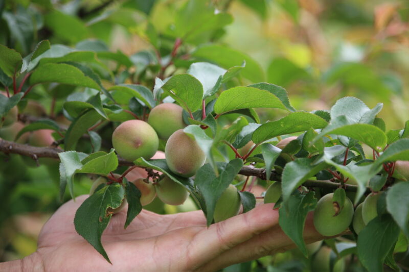 姫南高(ひめなんこう) – 【2026年青梅予約受付中】