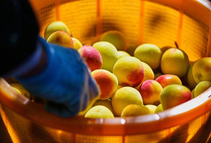 木製バスケットに盛られた多彩なリンゴ