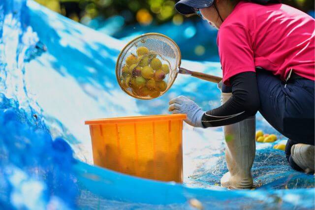 川で魚をすくう作業中の人