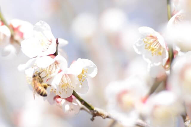 春の日差しに輝く白い梅の花